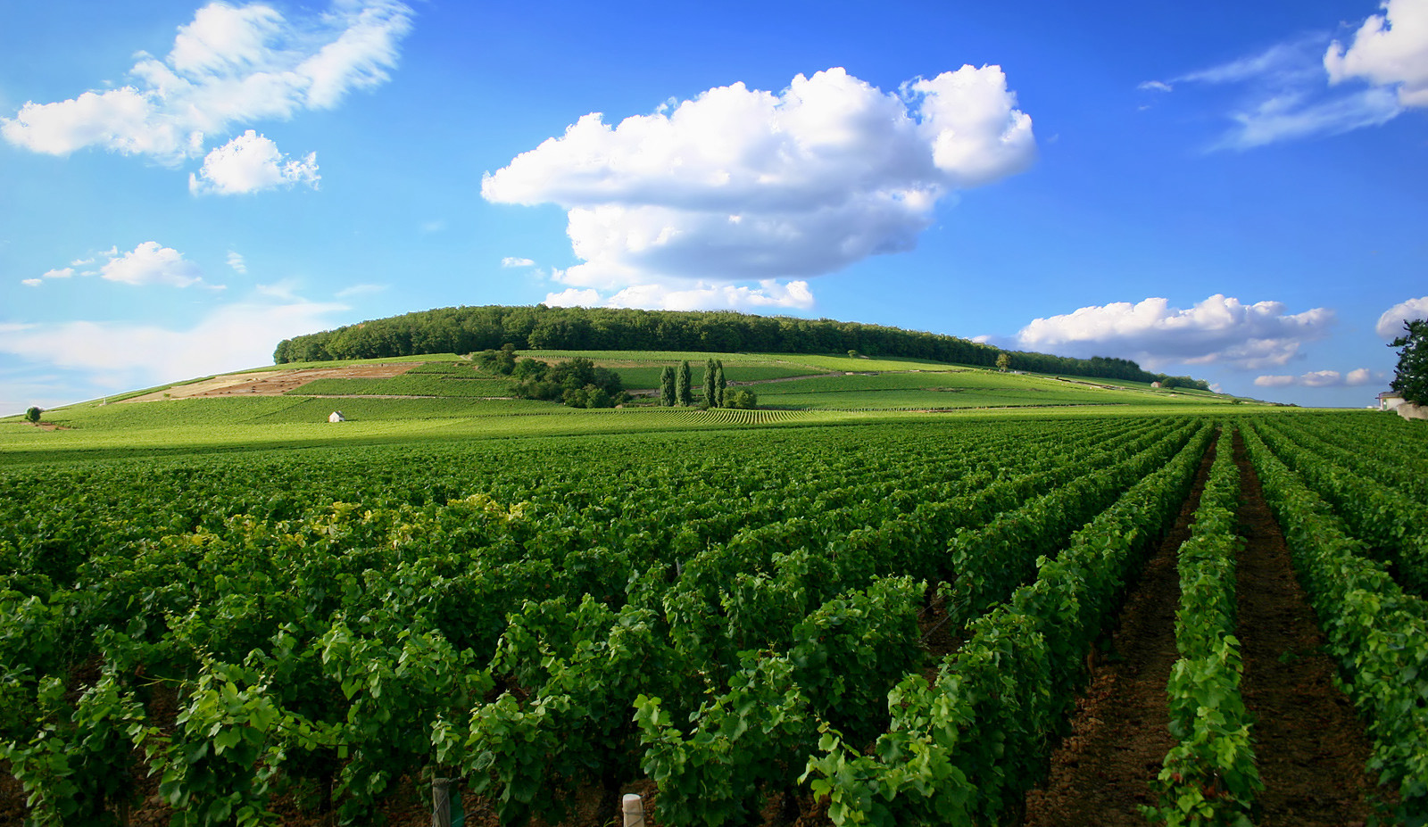 Các vùng sản xuất rượu vang chính của Pháp – Winenet.vn - Phân phối rượu  vang chính hãng uy tín